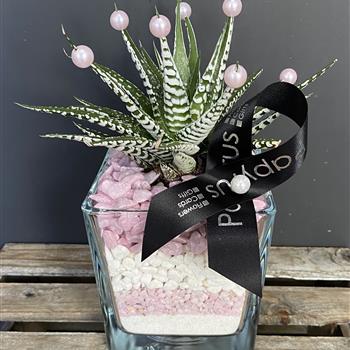 Haworthia Square pale Pink &amp; White 