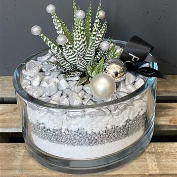 Haworthia Silver &amp; White round