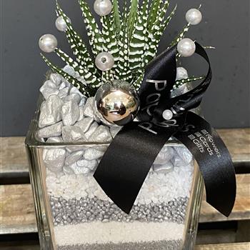 Haworthia Silver &amp; White square