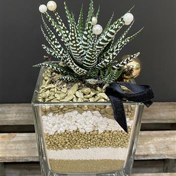 Haworthia gold &amp; White Square