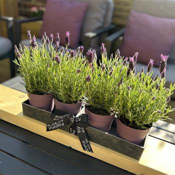 Lavender outdoor table centre 