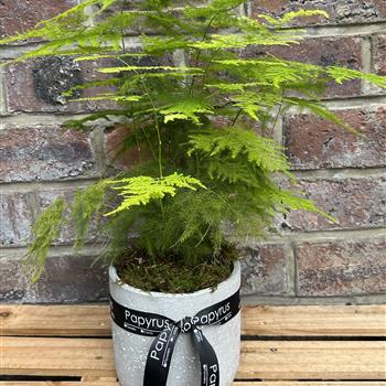 Asparagus fern planter 