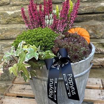 Autumn door step planter