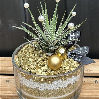 Haworthia gold and white round 