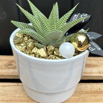Haworthia in ceramic pot gold