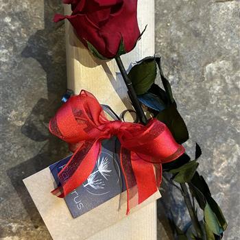 Eternal preserved ever lasting long stem boxed rose