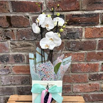 Phalaenopsis orchid plant