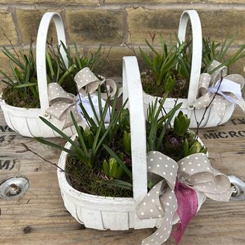 Hyacinth and muscari planted trug