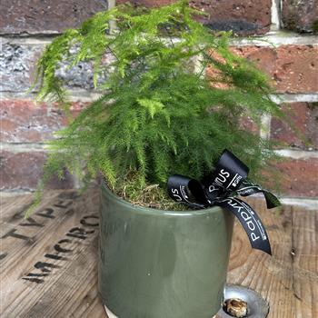 Asparagus fern in ceramic pot