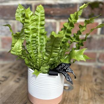 Crispy wave plant in ceramic pot