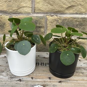 Pilea peperomioides Plant in ceramic pot