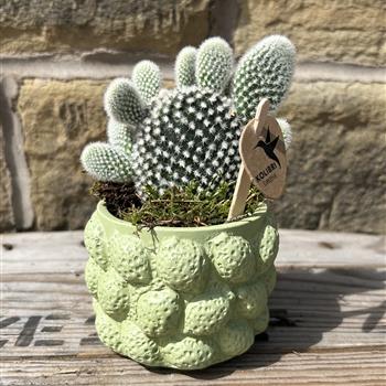 Opuntia mini prickly pear cacti