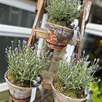 Lavender outdoor table bowl 