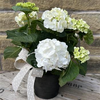 White hydrangea in zinc planter 