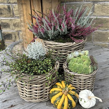 Autumn trio door step basket planters 