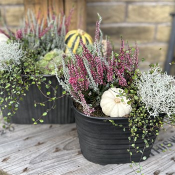 Autumn metal duo door step planters
