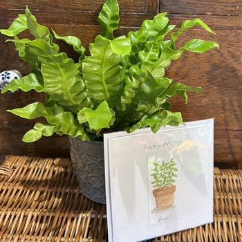 Hand painted Basil pot happy birthday